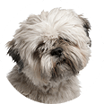 Dog-img