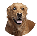 Dog-img