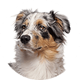 Dog-img