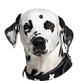 Dog-img