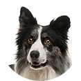 Dog-img