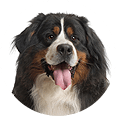 Dog-img
