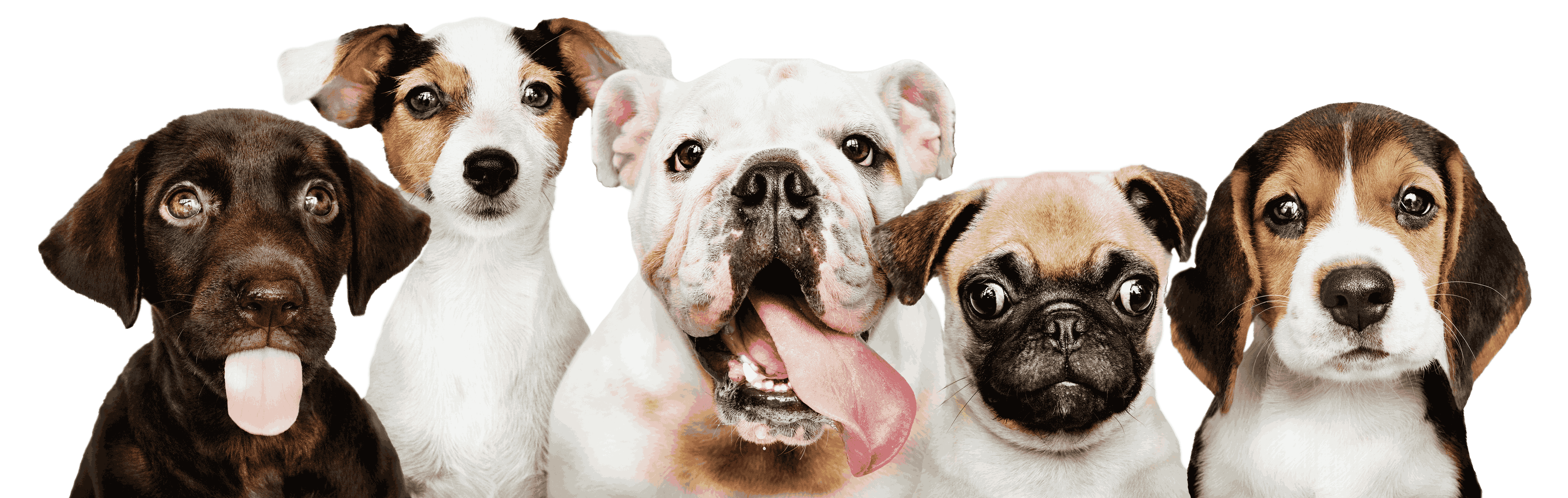Puppies Portrait